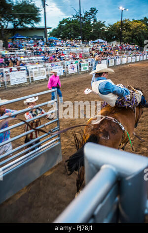 Bareback bronc Rider konkurrieren in Texas Rodeo. USA Stockfoto