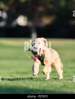 Huntington Beach, CA. Vier Monate alten Golden Retriever Welpen spielen im Park Huntington Beach, CA am 23 August, 2018 holen. Credit: Benjamin Ginsb Stockfoto