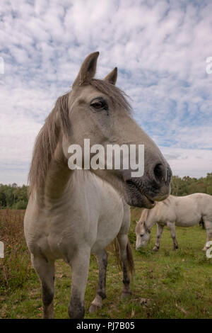 Dartmoor Pony Beweidung auf litcham Gemeinsame, Litcham, Kings Lynn, Norfolk, Großbritannien Stockfoto