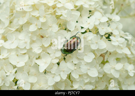 Grüne Käfer auf den Blütenblättern weiße Hortensien für viele Arten diese Käfer charakteristischen hellen metallischen Farbe. Grüne Käfer auf weiße Blume. Stockfoto