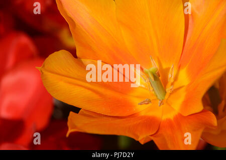 Nahaufnahme der Tulip 'Ballerina' eine Mandarine/Orange farbige Blume an Harlow Carr, Harrogate, Yorkshire gewachsen. England, UK. Stockfoto