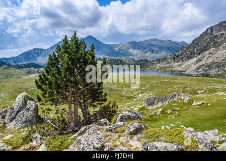 Lonely tre in der Nähe des Sees in Montmalus Stromkreis, Andorra Stockfoto