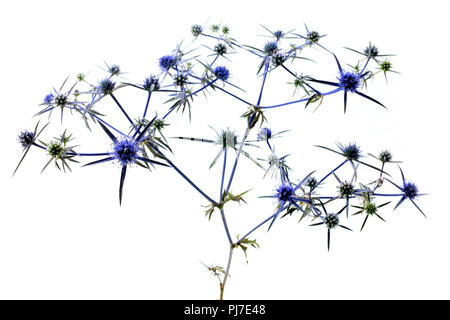 Amethyst eryngo auf weißem Hintergrund Stockfoto