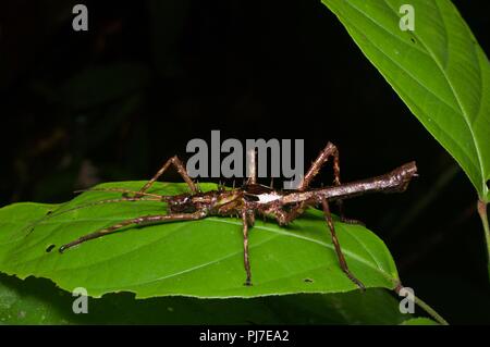 Ein phasmid (Heuschrecke) im Regenwald bei Nacht am Gunung Gading Nationalpark, Sarawak, Malaysia, Borneo Stockfoto