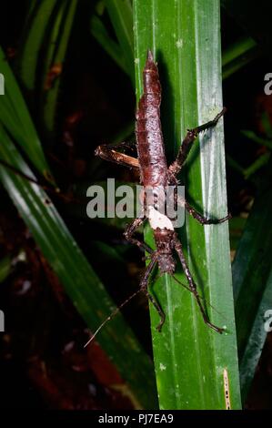 Ein phasmid (Heuschrecke) im Regenwald bei Nacht am Gunung Gading Nationalpark, Sarawak, Malaysia, Borneo Stockfoto