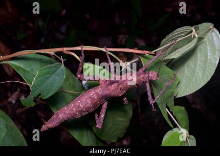 Ein phasmid (Heuschrecke) im Regenwald bei Nacht am Gunung Gading Nationalpark, Sarawak, Malaysia, Borneo Stockfoto