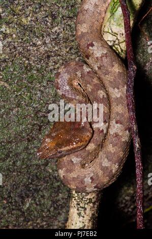 Ein Bornesischen Bambusotter (Ein älterer Name Borneensis) im Hinterhalt Position in den Regenwald des Gunung Gading Nationalpark, Sarawak, Malaysia, Borneo Stockfoto