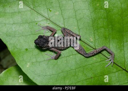 Eine stachelige Schlanke Kröte (Ansonia spinulifer) auf ein Blatt in der Nacht in Gunung Gading Nationalpark, Sarawak, Malaysia, Borneo Stockfoto