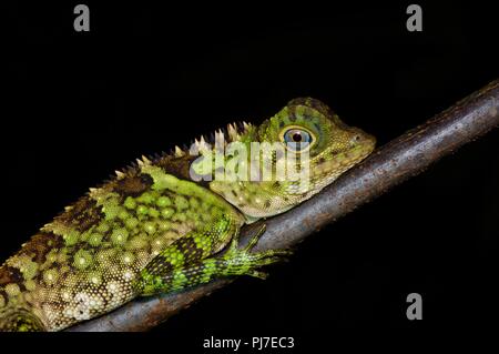 Ein Blauäugiger Winkel - vorangegangen Lizard (Gonocephalus liogaster) Nachts ruht in Gunung Gading Nationalpark, Sarawak, Malaysia, Borneo Stockfoto