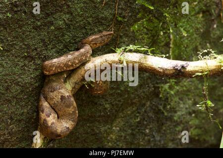 Ein Bornesischen Bambusotter (Ein älterer Name Borneensis) von Tag zu Tag ruhen im Regenwald des Gunung Gading Nationalpark, Sarawak, Malaysia, Borneo Stockfoto