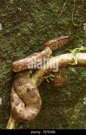 Ein Bornesischen Bambusotter (Ein älterer Name Borneensis) von Tag zu Tag ruhen im Regenwald des Gunung Gading Nationalpark, Sarawak, Malaysia, Borneo Stockfoto