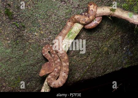 Ein Bornesischen Bambusotter (Ein älterer Name Borneensis) im Hinterhalt Position in den Regenwald des Gunung Gading Nationalpark, Sarawak, Malaysia, Borneo Stockfoto