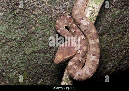 Ein Bornesischen Bambusotter (Ein älterer Name Borneensis) im Hinterhalt Position in den Regenwald des Gunung Gading Nationalpark, Sarawak, Malaysia, Borneo Stockfoto