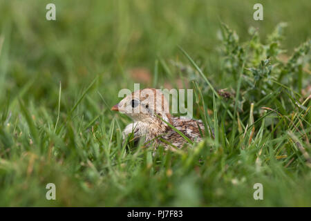 Red Legged Partridge; Alectoris rufa Einzelne Küken Yorkshire, UK Stockfoto