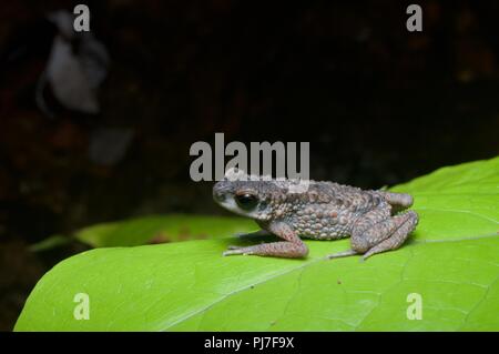 Eine stachelige Schlanke Kröte (Ansonia spinulifer) auf ein Blatt in der Nacht in Gunung Gading Nationalpark, Sarawak, Malaysia, Borneo Stockfoto