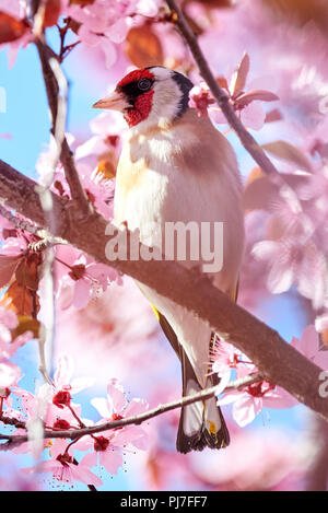 Europäische Stieglitz (Carduelis carduelis) sitzen auf einem Kirschbaum in Blüte Stockfoto