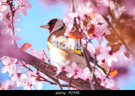 Europäische Stieglitz (Carduelis carduelis) sitzen auf einem Kirschbaum in Blüte Stockfoto