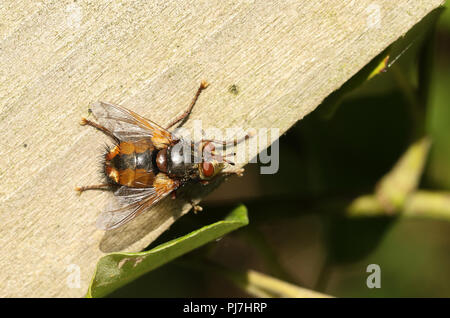 Eine hübsche Tachina fera Fliegen, (tachinidae - Tachinids) auf einem hölzernen Zaun in Großbritannien. Stockfoto