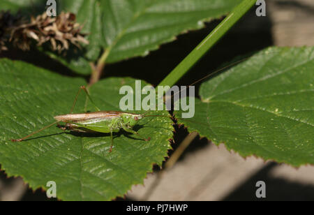 Eine ziemlich lange - geflügelte Pfeilspitze Cricket (Conocephalus verfärben) auf einem Black Leaf am Rand von Wald thront. Stockfoto