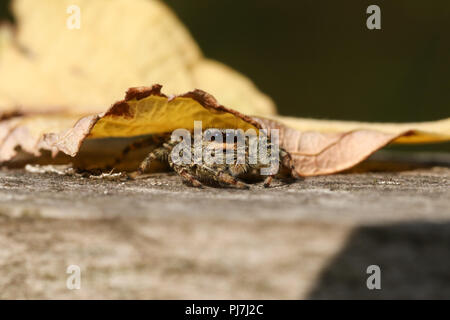 Ein niedliches Jagd Fence-Post Jumping Spider (Marpissa Muscosa) unter einem Blatt versteckt auf einem Holzzaun. Stockfoto