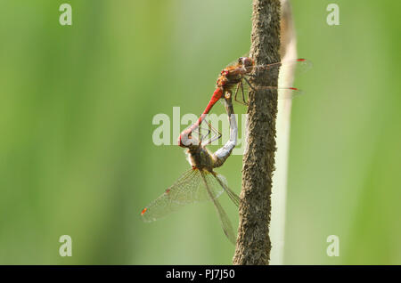 Ein paar gemeinsame Darter Dragonfly (Sympetrum striolatum) auf einem rohrkolben in Großbritannien thront. Stockfoto