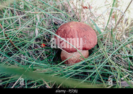 Im Herbst erstaunliche essbare Pilze Boletus Edulis (king bolete) als Steinpilze bekannt geerntet. Stockfoto