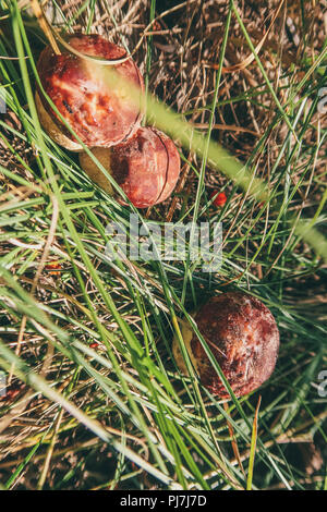 Im Herbst erstaunliche essbare Pilze Boletus Edulis (king bolete) als Steinpilze bekannt geerntet. Stockfoto