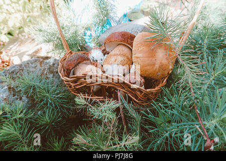 Pilze in einem Weidenkorb. Wald Geschenke. Steinpilze. Champignons Stockfoto