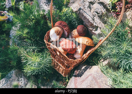 Pilze in einem Weidenkorb. Wald Geschenke. Steinpilze. Champignons Stockfoto