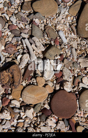 Australien, Westaustralien, zweifelnd Bay, Floß. Detail von Steinen und Korallen bedeckt entfernten Strand. Stockfoto