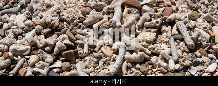 Australien, Westaustralien, zweifelnd Bay, Floß. Detail von Steinen und Korallen bedeckt entfernten Strand. Stockfoto