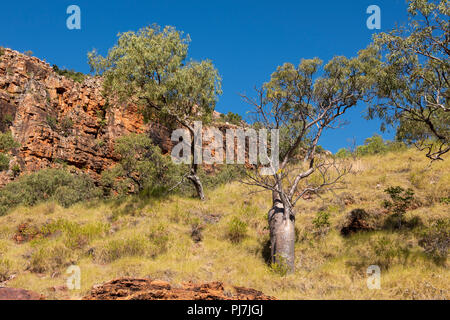 Australien, Westaustralien, zweifelnd Bay, Floß. Typische alte boab trees. Stockfoto