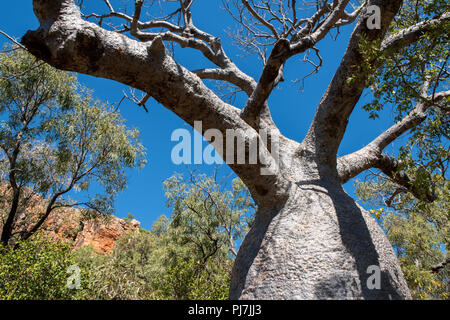 Australien, Westaustralien, zweifelnd Bay, Floß. Typische alte boab trees. Stockfoto