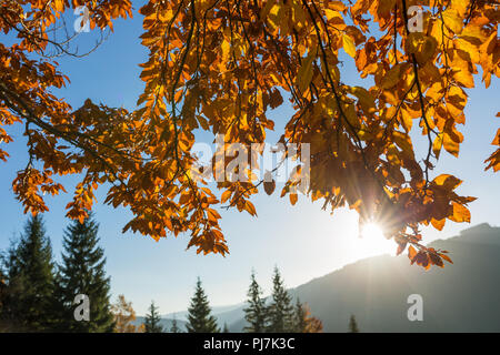 Schöne bunte morgen Szene mit Bäume im Herbst in den Karpaten, in der Ukraine. Orange und gelbe Blätter Nahaufnahme bei Sonnenaufgang Stockfoto
