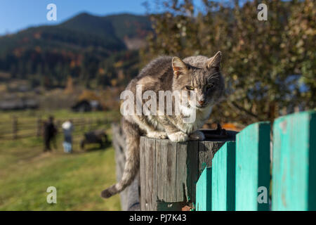 Katze sitzend auf dem Zaun im ukrainischen Dorf in den Karpaten, Ukraine Stockfoto