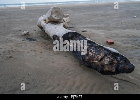 Verbranntem Holz Niederlassung am Strand in Frankreich bewölkter Himmel Stockfoto