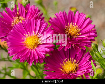 Hell rosa, gelb zentriert Blumen im Herbst blühenden Michaelmas Daisy, Aster Herbst Juwelen 'Granat' Stockfoto