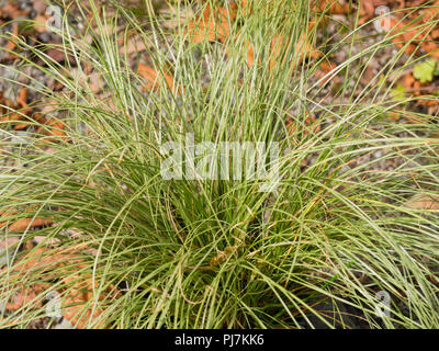 Mounding Gewohnheit und Silbrig grün, Gras wie Laub der Hardy Segge, Frosted Carex comans 'Locken' Stockfoto