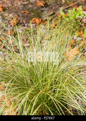 Mounding Gewohnheit und Silbrig grün, Gras wie Laub der Hardy Segge, Frosted Carex comans 'Locken' Stockfoto