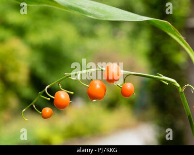 Orange Rot Herbst Beeren der duftenden, Frühling blühende Maiglöckchen, Convallaria majalis Stockfoto