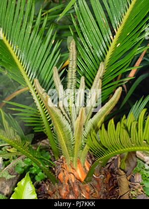 Sago Palm, Cycas revoluta, Hitzegefühl, neues Wachstum von der Spitze der kurzen Trunk Stockfoto