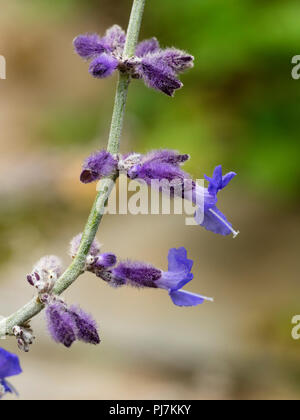 Nahaufnahme der Spätsommer blaue Blumen russischer Salbei Perovskia atriplicifolia 'Blue Spire' Stockfoto