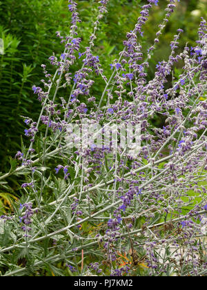 Luftig, verschlungenen Stielen Lager Spätsommer blaue Blumen russischer Salbei Perovskia atriplicifolia 'Blue Spire' Stockfoto