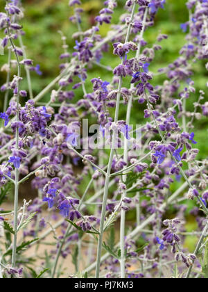 Luftig, verschlungenen Stielen Lager Spätsommer blaue Blumen russischer Salbei Perovskia atriplicifolia 'Blue Spire' Stockfoto