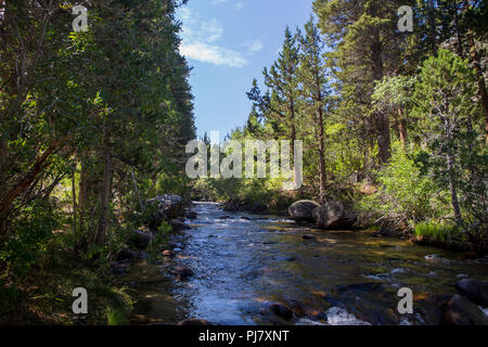 Rock Creek fließt durch Iris wiese Campingplatz in der östlichen Sierra Nevada Bergen in Kalifornien USA im Sommer 2018 Stockfoto