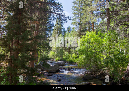 Rock Creek fließt durch Iris wiese Campingplatz in der östlichen Sierra Nevada Bergen in Kalifornien USA im Sommer 2018 Stockfoto