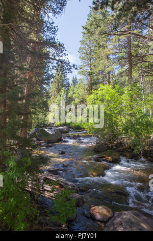 Rock Creek fließt durch Iris wiese Campingplatz in der östlichen Sierra Nevada Bergen in Kalifornien USA im Sommer 2018 Stockfoto
