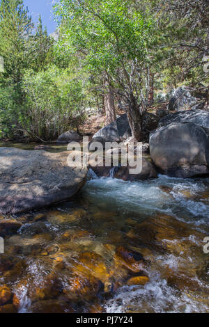 Rock Creek fließt durch Iris wiese Campingplatz in der östlichen Sierra Nevada Bergen in Kalifornien USA im Sommer 2018 Stockfoto