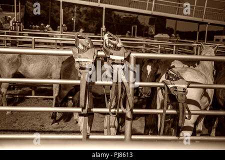 Rodeo in Teschow, Texas USA. Tag der Arbeit 2018. Stockfoto