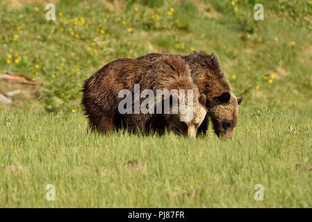 Zwei Kinder grizzly Bären Ursus arctos; Nahrungssuche durch eine offene Wiese in ländlichen Alberta, Kanada. Stockfoto